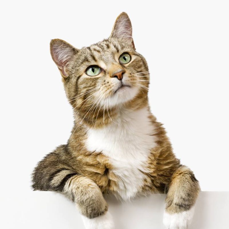 cat categoria 01