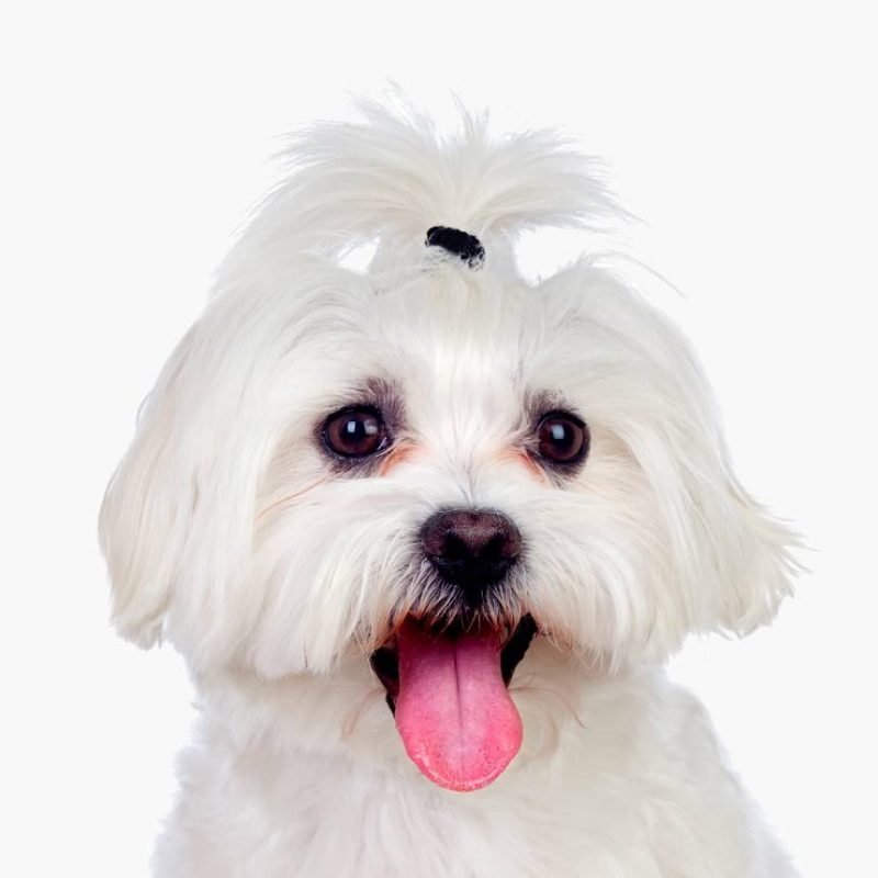 cat dog