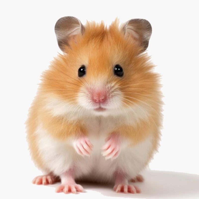 cat hamster